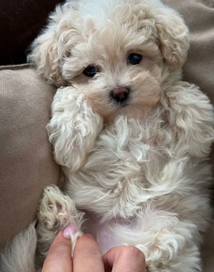 Maltipoo babák elado - kép 3