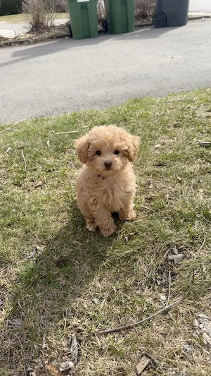 Maltipoo babák elado - kép 4