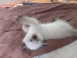 Eladó seal ragdoll kislány cica  - kép 2