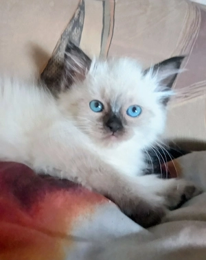 Eladó ragdoll kislány cica  - kép 3