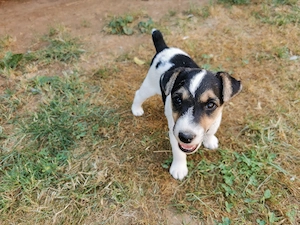 Foxi jellegű szuka kiskutya eladó! - kép 2