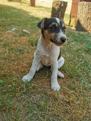 Foxi jellegű szuka kiskutya eladó! - kép 3