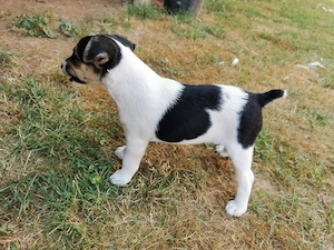Foxi jellegű szuka kiskutya eladó! - kép 7