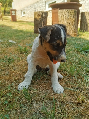 Foxi jellegű szuka kiskutya eladó! - kép 6
