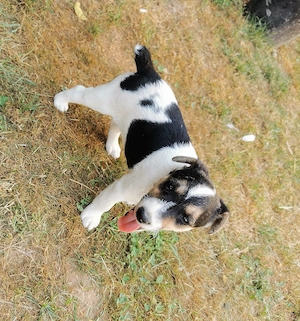 Foxi jellegű szuka kiskutya eladó! - kép 8
