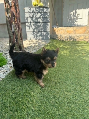 Eladó jorkshire terrier fiu kiskutya.