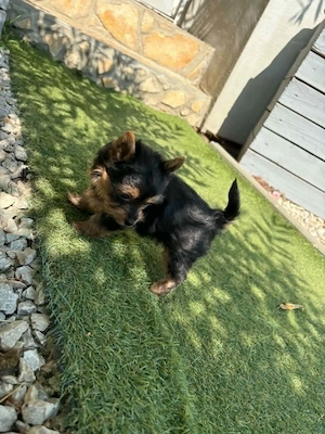 Eladó jorkshire terrier fiu kiskutya. - kép 3