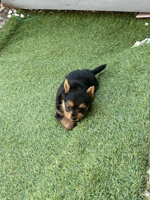 Eladó jorkshire terrier fiu kiskutya. - kép 4
