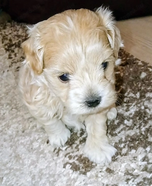 Maltipoo kisfiú kutyus szerető gazdit keres