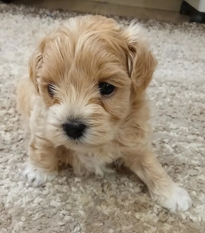 Maltipoo kisfiú kutyus szerető gazdit keres - kép 2
