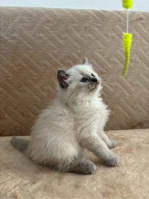 Ragdoll Babák - kép 3