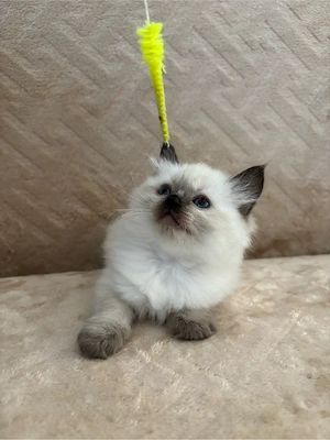 Ragdoll Babák - kép 2