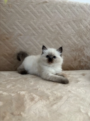 Ragdoll Babák - kép 4