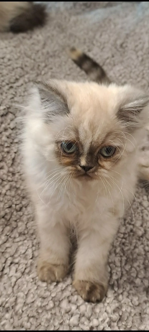 Himalája Seal lynx lány cica