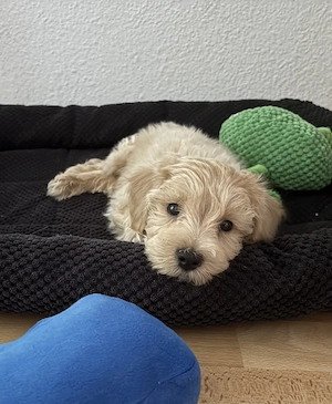 Maltipoo kiskutya sürgős - kép 4