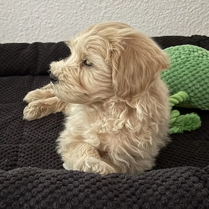 Maltipoo kiskutya sürgős - kép 6