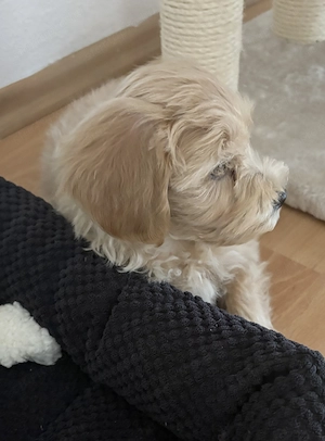 Maltipoo kiskutya sürgős - kép 5