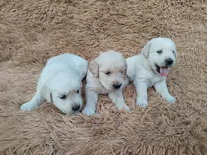 Golden retriever kiskutyák gazdit keresnek  - kép 2