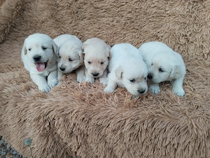 Golden retriever kiskutyák gazdit keresnek 