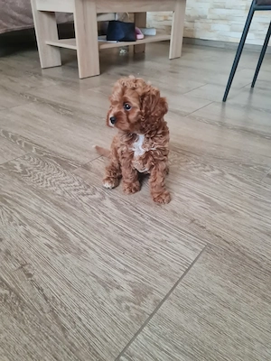 Cavapoo kiskutya - kép 2
