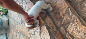 Eladó jack Russell kis fiu  - kép 2