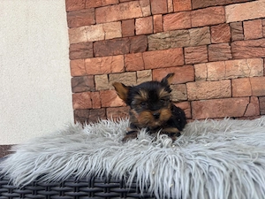 Mini yorki kisfiúk eladók - kép 3