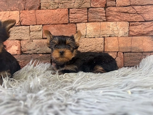 Mini yorki kisfiúk eladók - kép 2