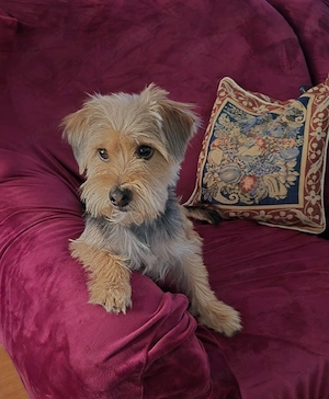 Yorki kan 