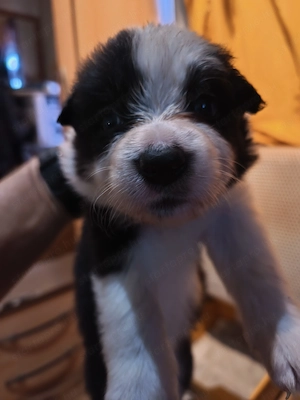 Border collie kiskutyák eladók! - kép 5