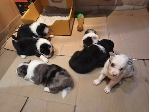 Border collie kiskutyák eladók! - kép 2