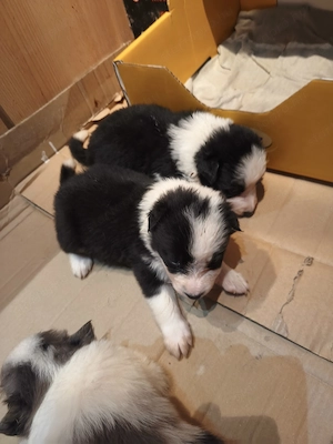 Border collie kiskutyák eladók! - kép 3