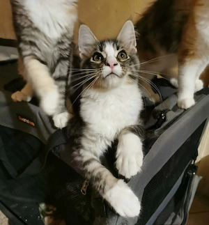 Maine coon cica  - kép 7