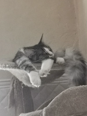 Maine coon cica  - kép 6