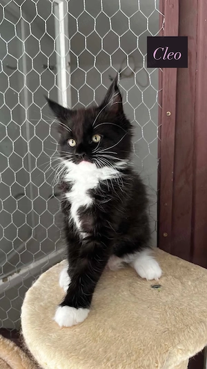 Eladó Maine Coon hobbira, szerződéssel,kizárolag benti tartásra ! - kép 6