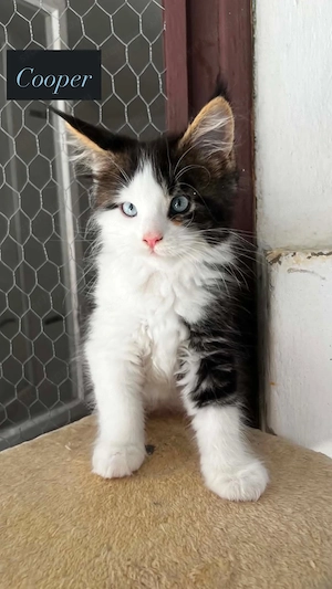 Eladó Maine Coon hobbira, szerződéssel,kizárolag benti tartásra ! - kép 9