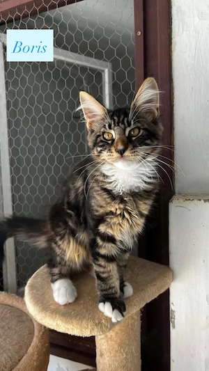 Eladó Maine Coon hobbira, szerződéssel,kizárolag benti tartásra ! - kép 3