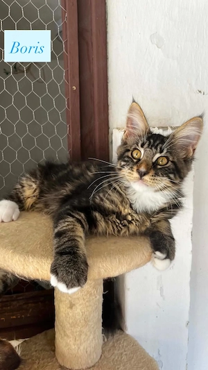Eladó Maine Coon hobbira, szerződéssel,kizárolag benti tartásra ! - kép 8