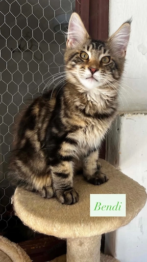 Eladó Maine Coon hobbira, szerződéssel,kizárolag benti tartásra ! - kép 4