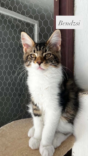 Eladó Maine Coon hobbira, szerződéssel,kizárolag benti tartásra ! - kép 5
