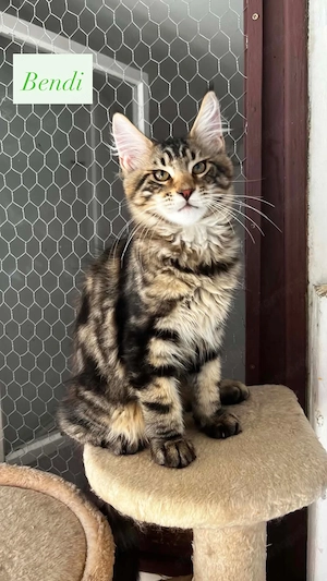 Eladó Maine Coon hobbira, szerződéssel,kizárolag benti tartásra ! - kép 2