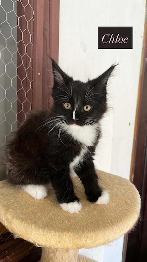 Eladó Maine Coon hobbira, szerződéssel,kizárolag benti tartásra ! - kép 7