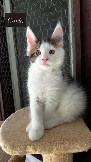 Eladó Maine Coon hobbira, szerződéssel,kizárolag benti tartásra ! - kép 10