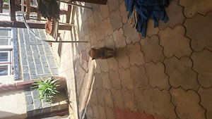 Shiba-inu kisfiú új családot keres - kép 2