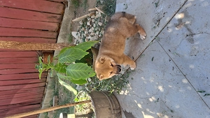 Shiba-inu kisfiú új családot keres