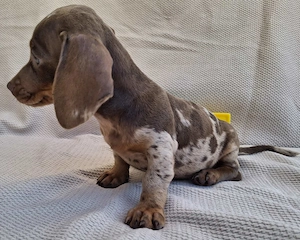 Isabella harlekin lány kölyök kutya eladó  - kép 11