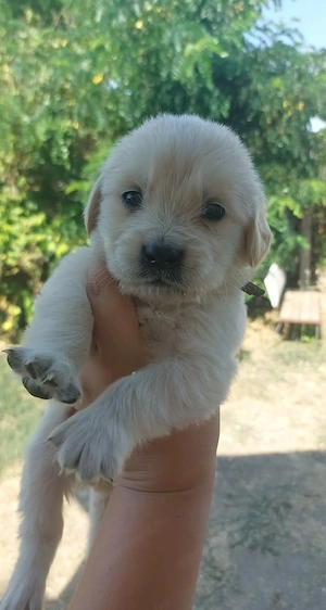Golden Retriverek szerető gazdira várnak