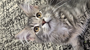 Maine coon kislány  - kép 2