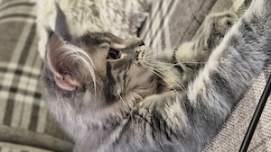 Maine coon kislány  - kép 5