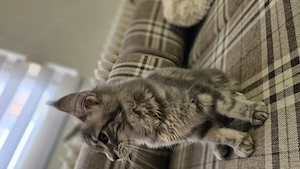 Maine coon kislány  - kép 3