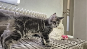 Maine coon kislány  - kép 4